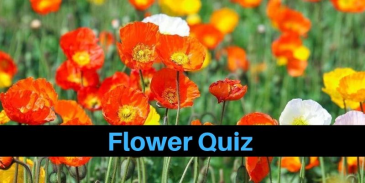 A flower related quiz for you to lighten up your mood