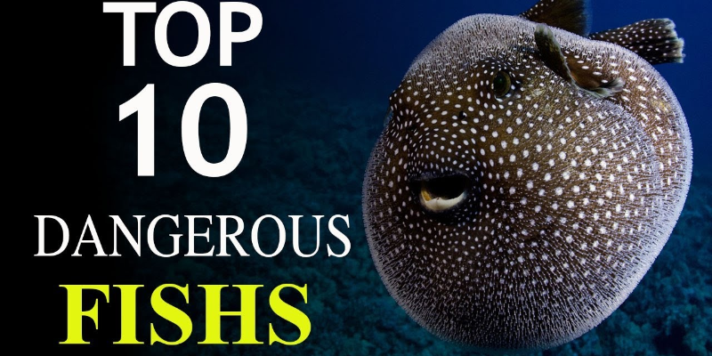 Take this quiz and see how well you these 10 Dangerous Fish?