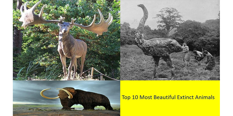 Take this quiz and see how well you know about 10 extinct animals?