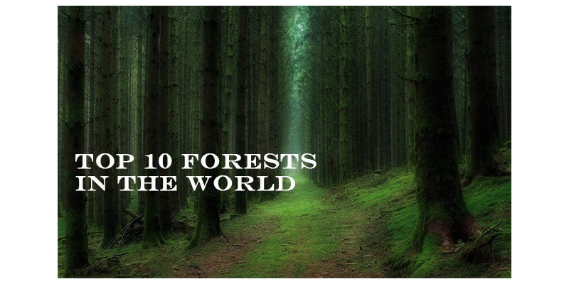 Take this quiz and see how well you know about The Top 10 Forests in the World?