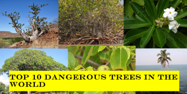 Take this quiz and see how well you know about top 10  dangerous trees of death?
