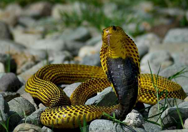 What is the name of this dangerous Snake?