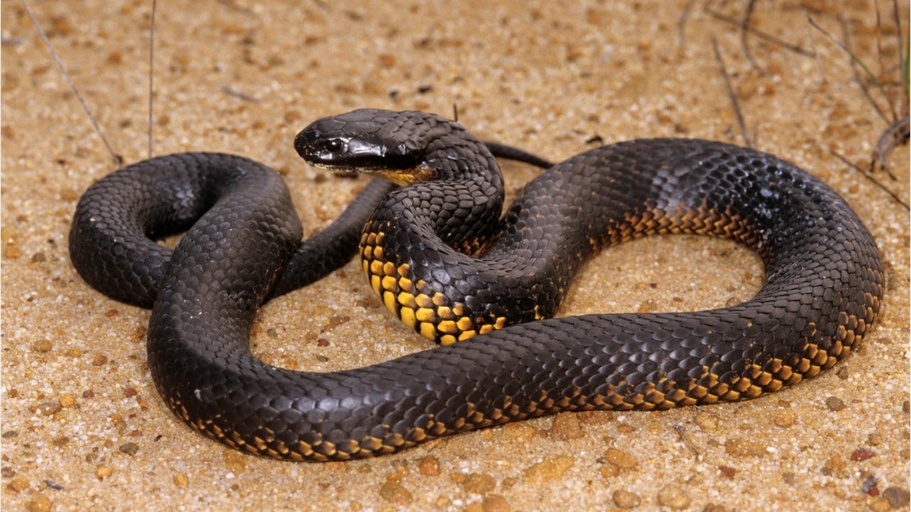 What is the name of this dangerous Snake?