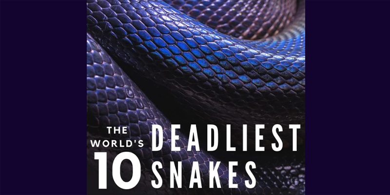 Take this quiz and see how well you know about these top 10 deadliest and most dangerous snakes in the world?
