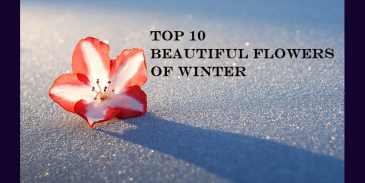 Take this quiz and see how well you know about winter's beautiful flowers?