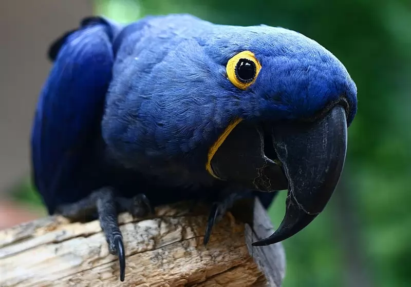 What is the name of this bird?