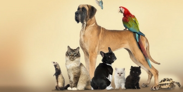 We can guess your favourite pet based on these questions