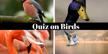 A Ornithologist can clear full marks in this quiz on birds