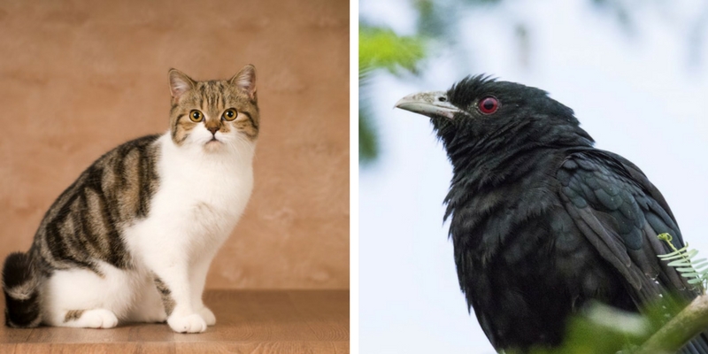 Answer these questions and we will guess which animal's sound you make most