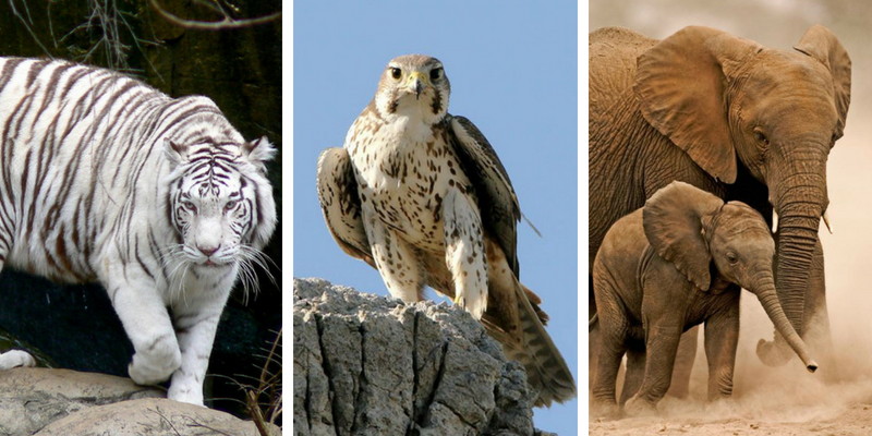 Take this quiz about the national animals of these countries