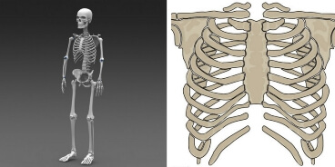 Take this human body bones quiz and check how much you can score